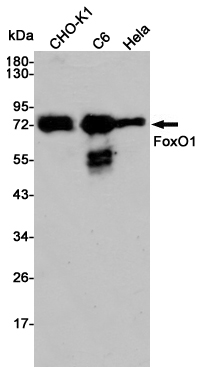 Rabbit Polyclonal Antibody to FOXO1