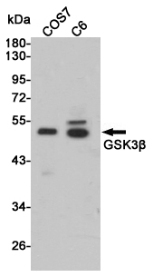 Rabbit Polyclonal Antibody to GSK3 beta