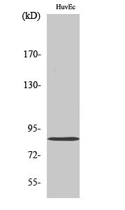 Rabbit Polyclonal Antibody to Mitofusin 2