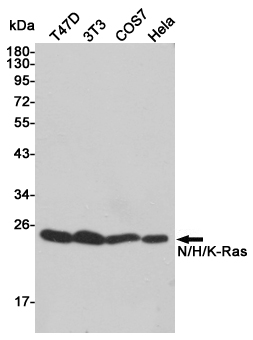 Rabbit Polyclonal Antibody to GTPase HRAS