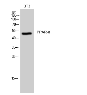 Rabbit Polyclonal Antibody to PPAR alpha