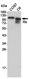 Rabbit Polyclonal Antibody to Rb