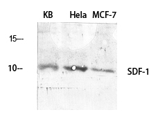 Rabbit Polyclonal Antibody to SDF1