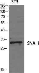 Rabbit Polyclonal Antibody to SNAI1