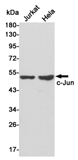 Rabbit Polyclonal Antibody to c-Jun