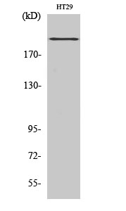 Rabbit Polyclonal Antibody to BRCA1