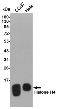 Rabbit Polyclonal Antibody to Histone H4