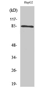 Rabbit Polyclonal Antibody to IKK alpha/beta