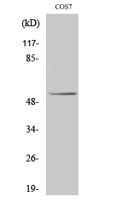 Rabbit Polyclonal Antibody to p53