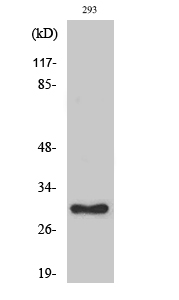 Rabbit Polyclonal Antibody to RPL7