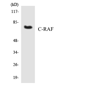 Rabbit Polyclonal Antibody to Raf1