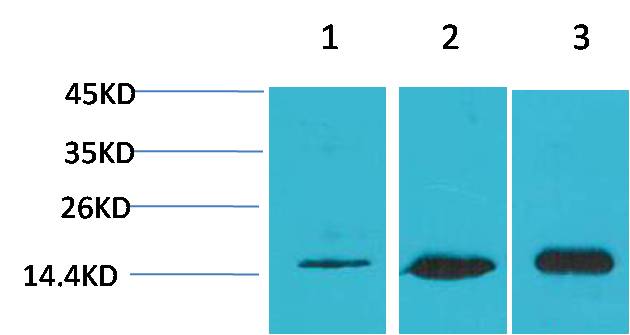 Rabbit Polyclonal Antibody to LC3B