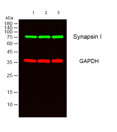 Rabbit Polyclonal Antibody to Synapsin 1