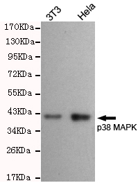 Rabbit Polyclonal Antibody to MAPK13