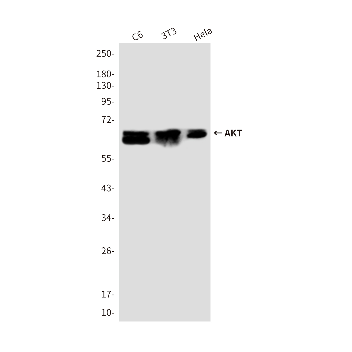 Rabbit Polyclonal Antibody to AKT