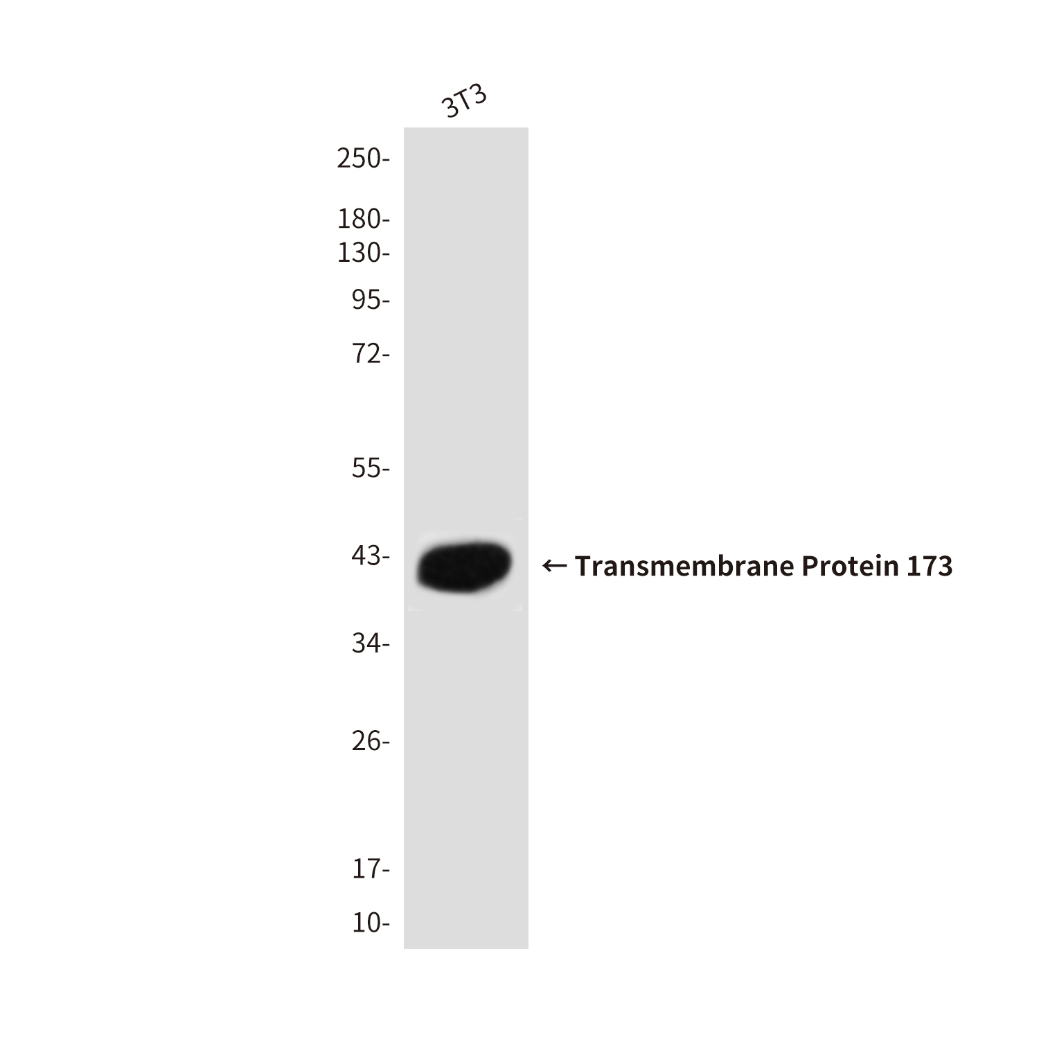 Rabbit Polyclonal Antibody to STING