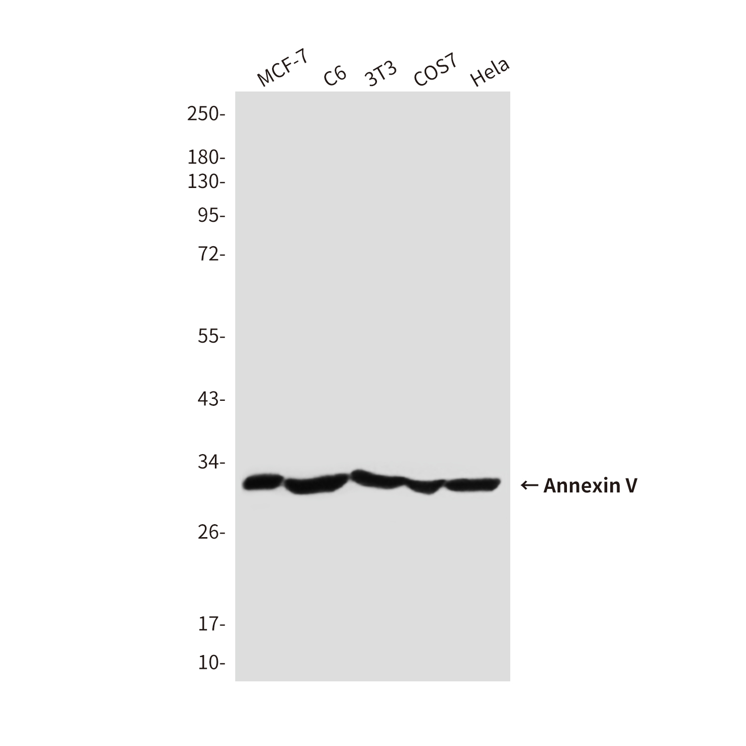 Rabbit Polyclonal Antibody to Annexin V