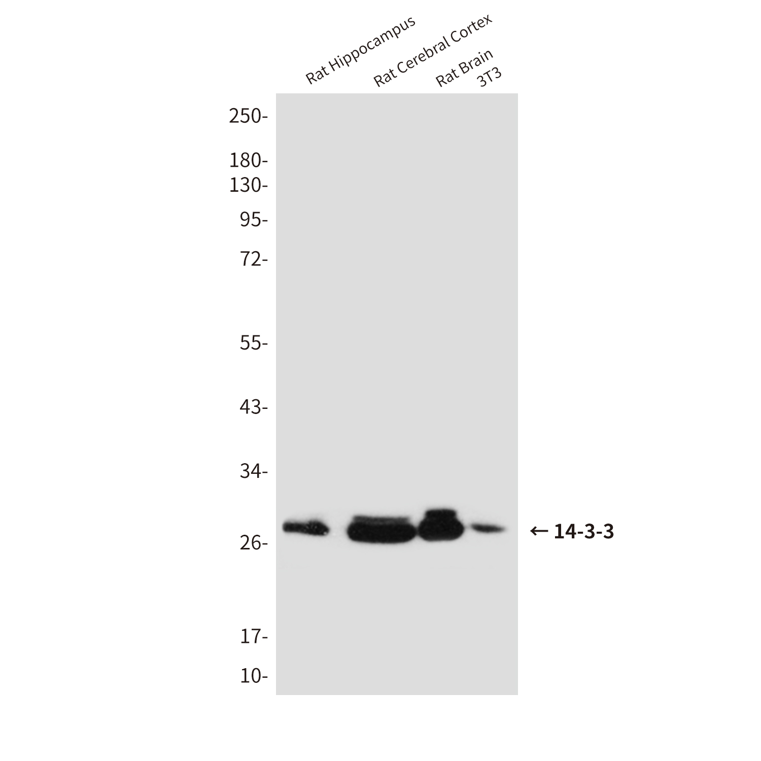 Rabbit Polyclonal Antibody to 14-3-3