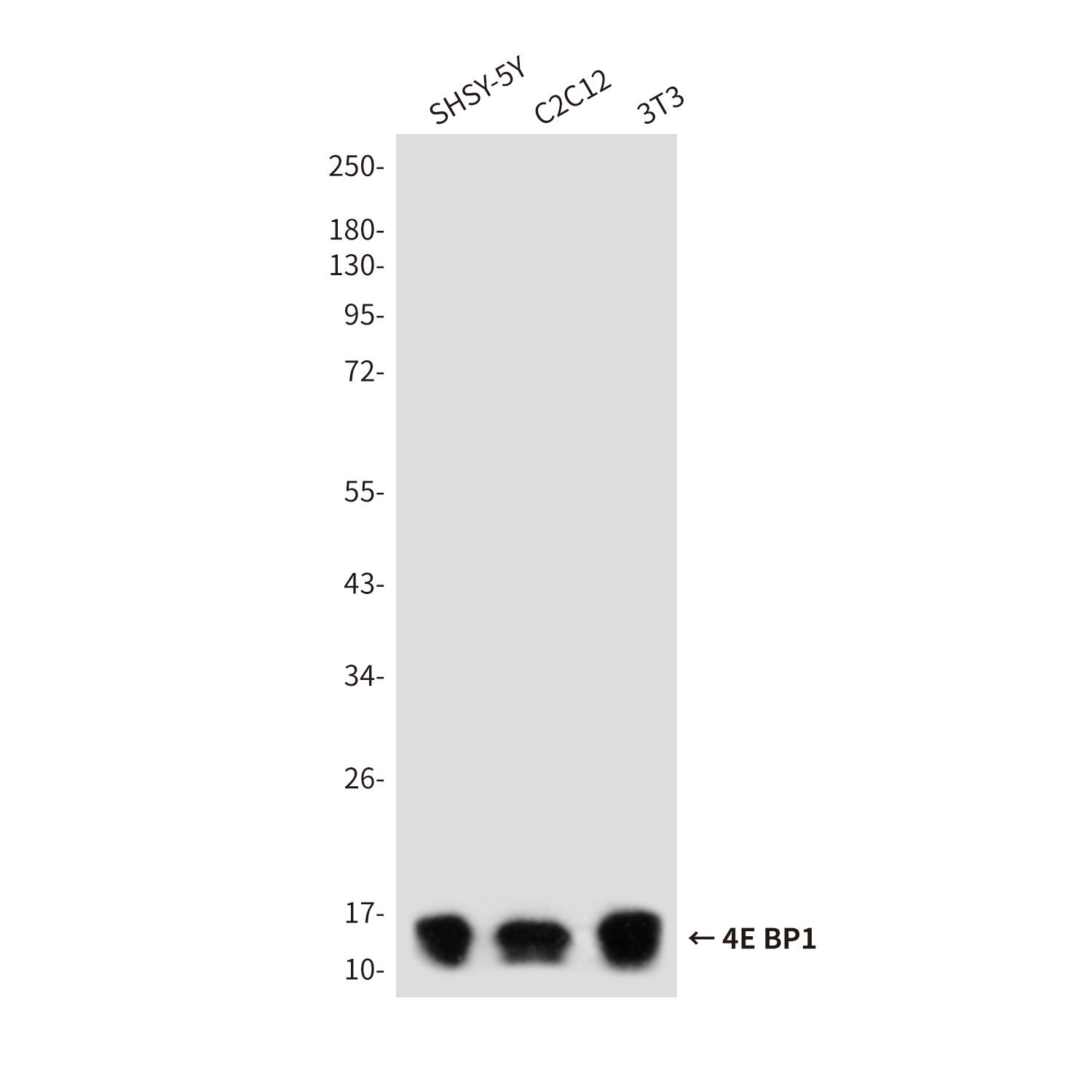 Rabbit Polyclonal Antibody to 4E BP1