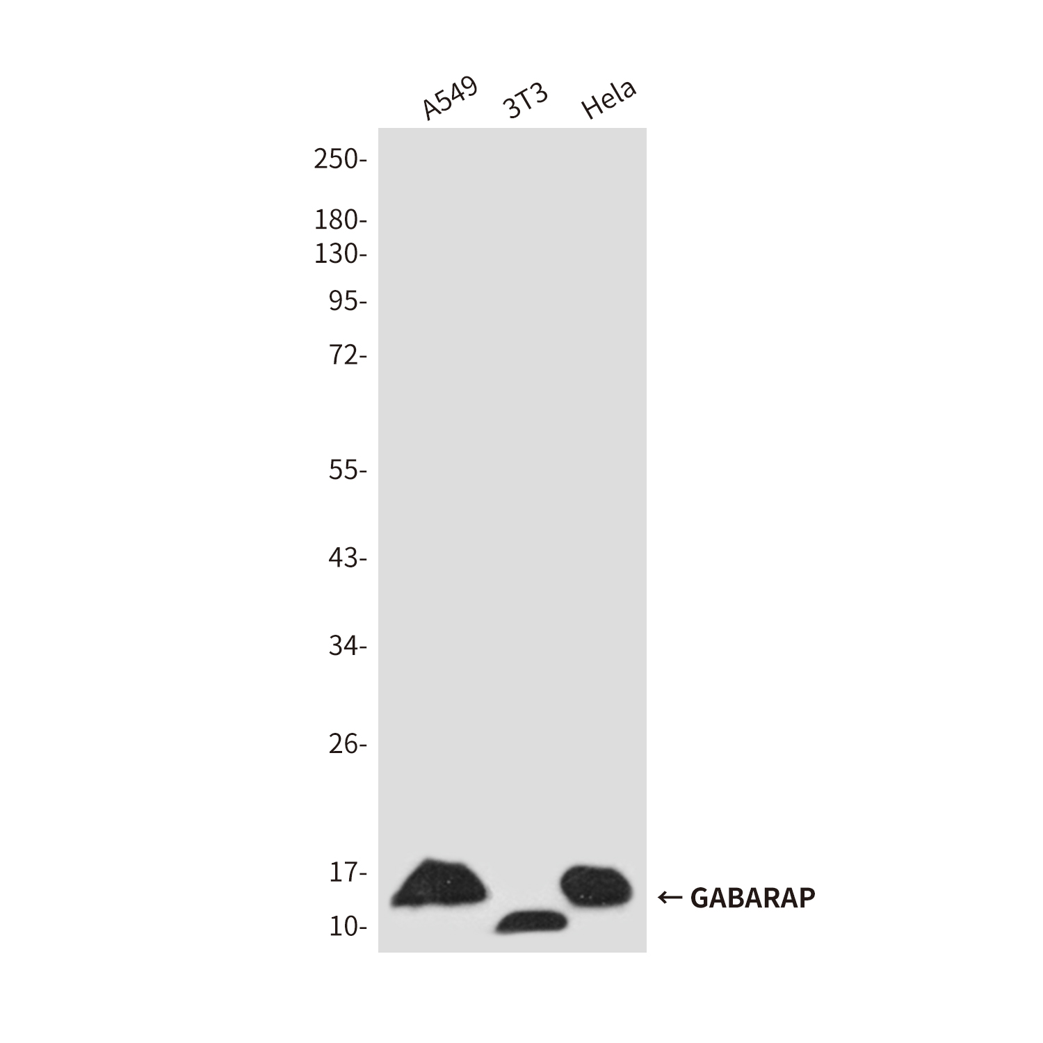 Rabbit Polyclonal Antibody to GABARAP
