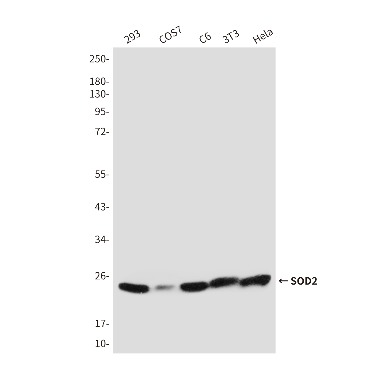 Rabbit Polyclonal Antibody to SOD2