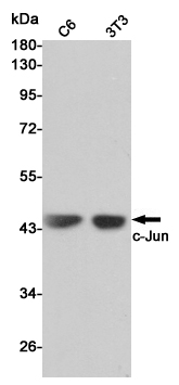 Rabbit Polyclonal Antibody to c-Jun