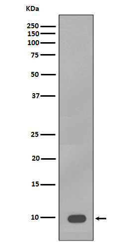 Rabbit Polyclonal Antibody to S100B