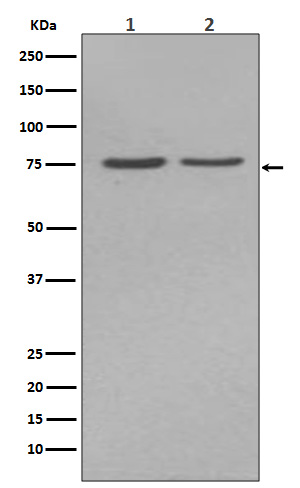 Rabbit Polyclonal Antibody to Alkaline Phosphatase