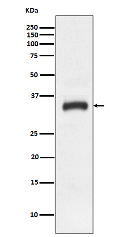 Rabbit Polyclonal Antibody to Junctional Adhesion Molecule 1