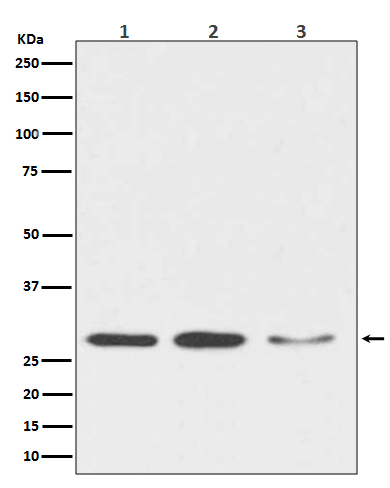Rabbit Polyclonal Antibody to DDIT3
