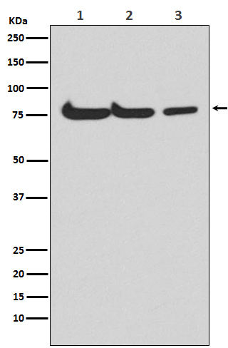 Rabbit Polyclonal Antibody to ATG7