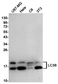 Rabbit Polyclonal Antibody to LC3B