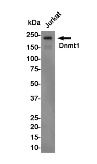 Rabbit Polyclonal Antibody to Dnmt1