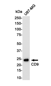 Rabbit Polyclonal Antibody to CD9