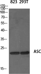 Rabbit Polyclonal Antibody to ASC