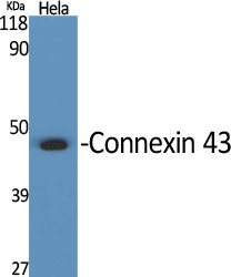 Rabbit Polyclonal Antibody to Connexin 43