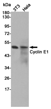 Rabbit Polyclonal Antibody to Cyclin E1