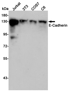 Rabbit Polyclonal Antibody to E Cadherin