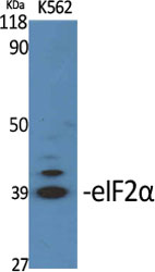 Rabbit Polyclonal Antibody to eIF2A