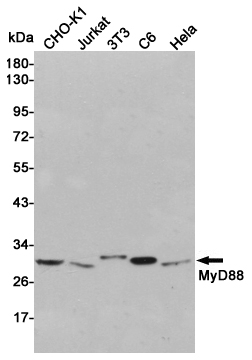 Rabbit Polyclonal Antibody to MyD88
