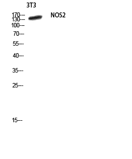 Rabbit Polyclonal Antibody to iNOS
