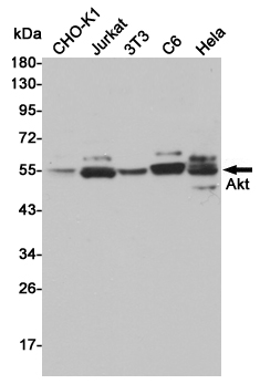 Rabbit Polyclonal Antibody to AKT