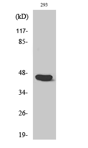 Rabbit Polyclonal Antibody to Caspase 1