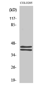 Rabbit Polyclonal Antibody to ERK1/2