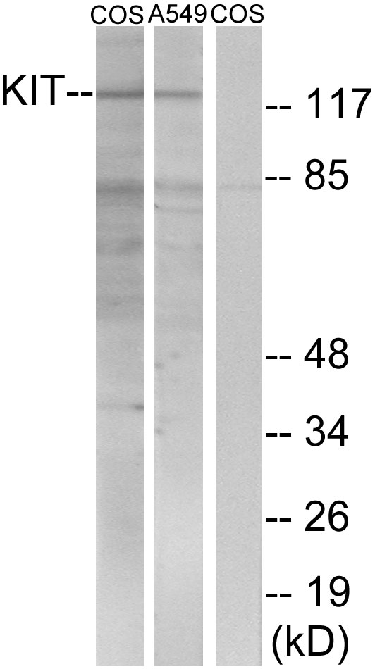 Rabbit Polyclonal Antibody to c-Kit