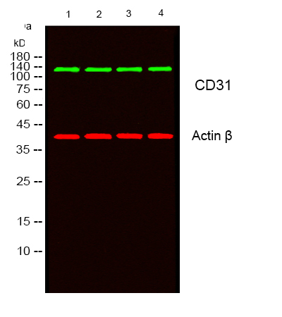 Rabbit Polyclonal Antibody to CD31