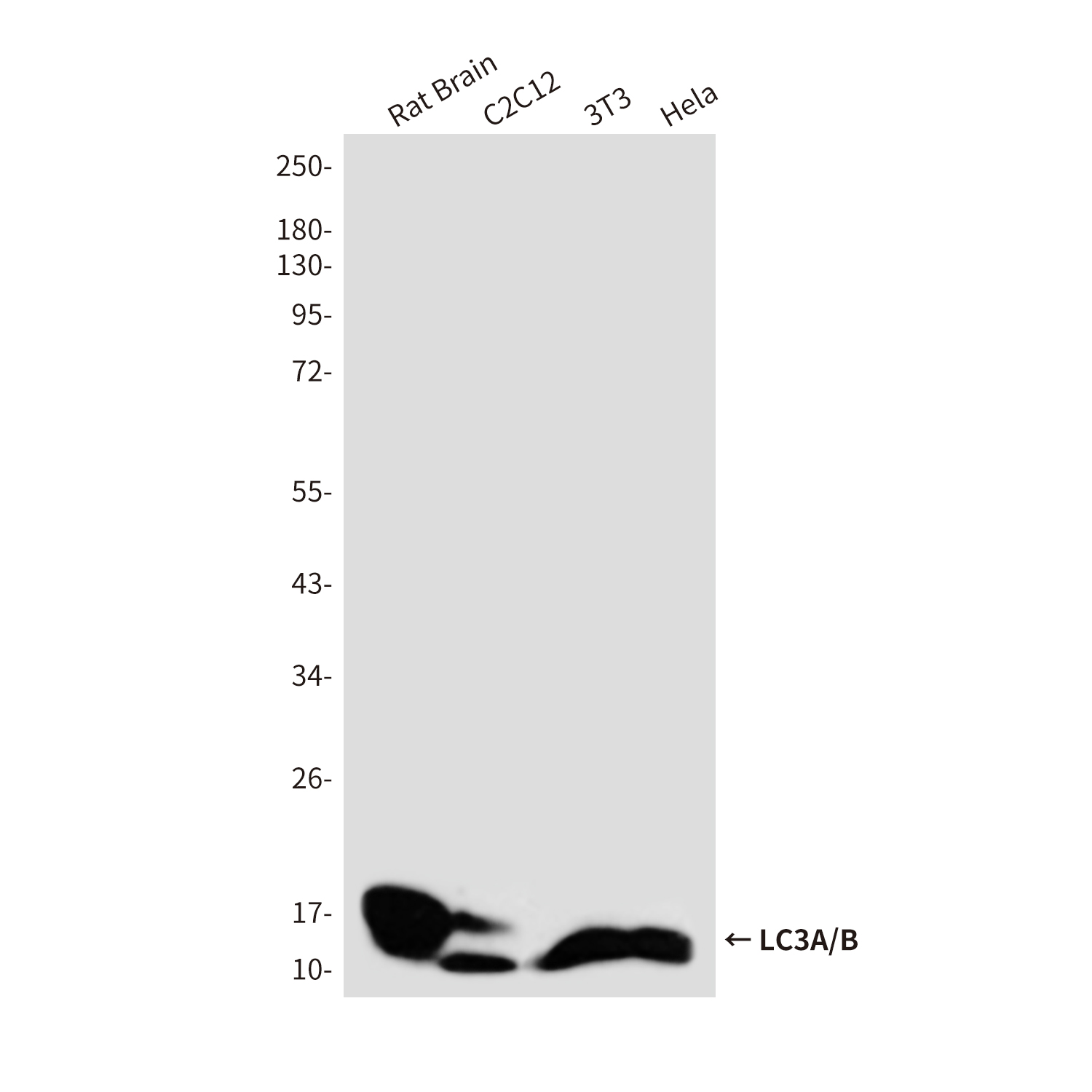 Rabbit Polyclonal Antibody to LC3A/B