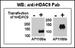 Rabbit Polyclonal Antibody to HDAC9 (N-term)