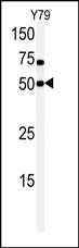 Rabbit Polyclonal Antibody to CLK1 (N-term)