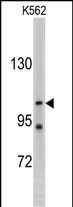 Rabbit Polyclonal Antibody to LLGL2